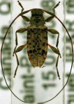 Hyperplatys maculata