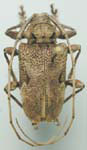 Lagocheirus araneiformis stroheckeri