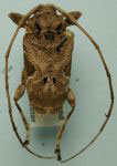 Lagocheirus araneiformis ypsilon