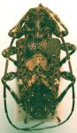 Leptocometes barbiscapus