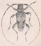 Leptocometes umbrosus