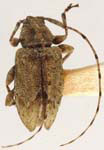 Leptostylopsis luteus