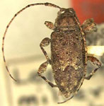 Leptostylopsis milleri