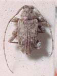 Leptostylus angulicollis