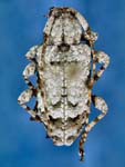 Leptostylus asperatus