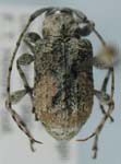 Leptostylus cineraceus