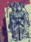 Leptostylus diffusus