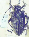 Leptostylus metallicus