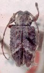 Leptostylus notaticollis