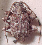 Leptostylus petulans