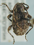 Leptostylus pygialis