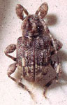 Leptostylus quintalbus