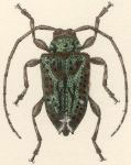 Leptostylus viriditinctus