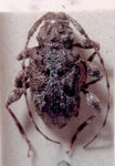 Leptostylus x-griseus