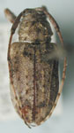 Leptostylus xanthopygus