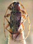 Leptrichillus minutus