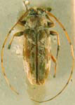 Lepturges (Lepturges) dorotheae