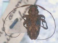 Lophopoeum carinatulum