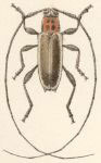  Nyssodectes roseicollis