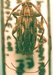  Nyssodrysina corticalis