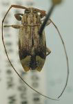  Nyssodrysina leucopyga