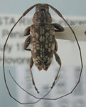  Nyssodrysina polyspila