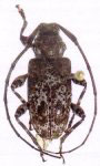  Oedopeza louisi