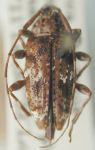  Oxathres scripta