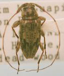  Ozineus cribripennis