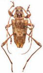  Paranisopodus heterotarsus