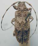  Sternidocinus barbarus