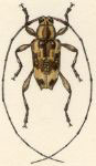  Sympagus laetabilis