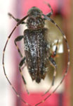  Trichotithonus tenebrosus