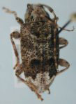  Trypanidius mexicanus