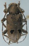  Trypanidius notatus