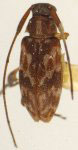  Urgleptes fasciatus