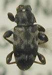  Urgleptes laticollis