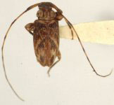  Urgleptes laxicollis