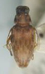  Urgleptes multinotatus