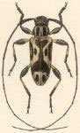  Urgleptes ornatissimus