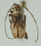  Urgleptes physoderus