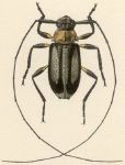  Urgleptes trivittatus