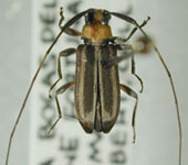  Urgleptes unilineatus