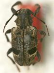  Acakyra nigrofasciata