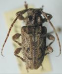  Acanthoderes (Acanthoderes) ariasi