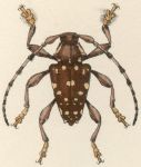  Acanthoderes (Acanthoderes) laevicollis