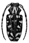  Acanthoderes (Acanthoderes) rufofemorata