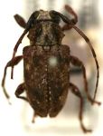  Acanthoderes (Symperasmus) thoracica