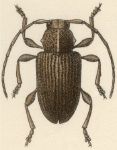  Amblysaphes striatus