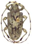 Ateralphus auritarsus